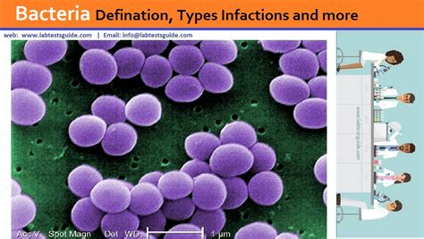 bacteria defination types infactions   lab tests guide