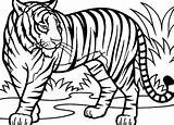 Tiger Coloring Bengal Getcolorings Baby Pages sketch template
