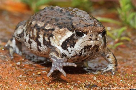 grumpy toad    tired  grumpy cat huffpost