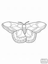Moth Silkworm Drawing Luna Cycle Life Coloring Getdrawings sketch template