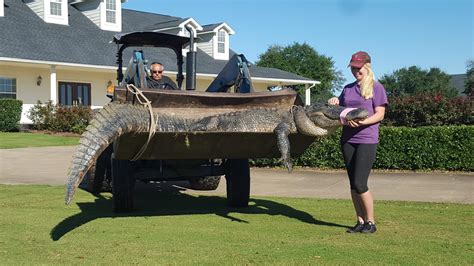 massive  eyed gator chubbs captured  florida golf