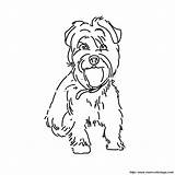 Colorear Chien Terrier Yorkie Poo 2972 Chiens Cane Disegno Ausmalbild Hund Imprimé sketch template