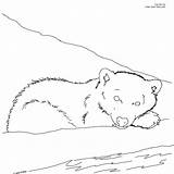Bear Coloring Cub Polar Printable Color Arctic Pages Designlooter Drawings Click Size Own sketch template