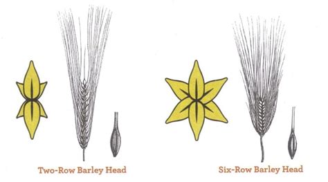 row   row barley malt arishtam india