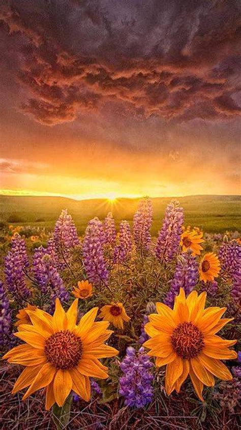sunset  flowers iphone  wallpaper