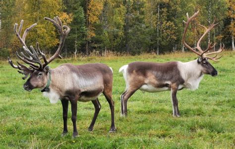 santas reindeer females reindeer journey