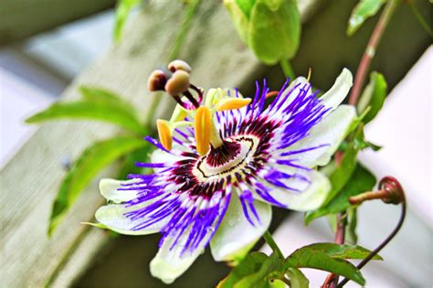 what are the health benefits of passion flower alrightnow