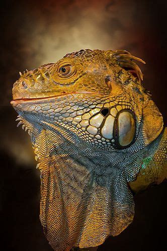 Iguane Flickr Photo Sharing Iguana Reptiles