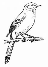 Mockingbird Coloring Bird Pages Color Animals sketch template