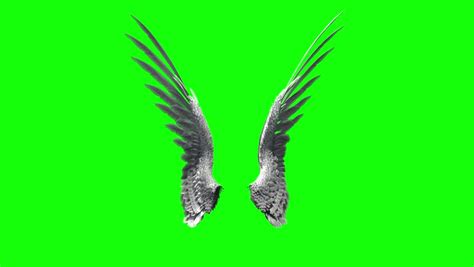 pair of bird angel wings flapping on a green screen for