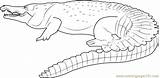 Crocodile Coloring Orinoco Pages Color Coloringpages101 Designlooter 394px 55kb sketch template