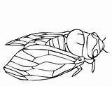 Cicada Line Coloring Drawing Animals Getdrawings Pages sketch template