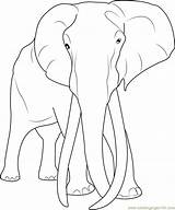 Elephant Coloring Adult Pages Coloringpages101 Online Elephants Print Printable sketch template