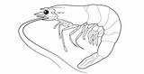 Shrimp Coloring Pages Sand Color Getcolorings Printable Print sketch template