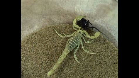 Desert Hairy Scorpion Vs Black Widow Spider Educational