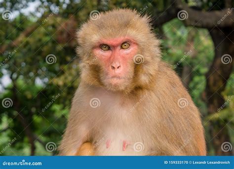 angry monkey staring   camera stock photo image  field group
