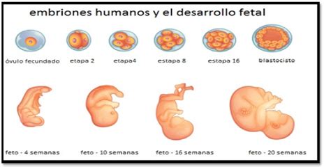 temas de psicologia desarrollo prenatal  primera infancia