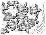 Coloring Turtles Difficult Intricate sketch template