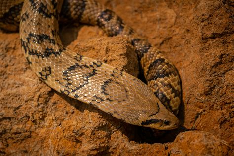 venomous snakes    cobras reptile craze