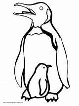 Coloring Penguins Penguin Pages Sheets Macaroni sketch template