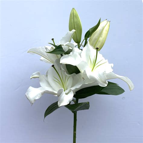 white lily kittelberger wholesale florist webster rochester