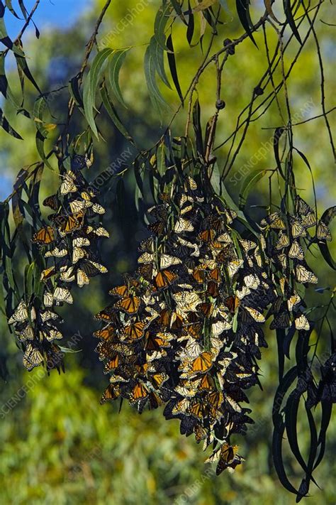 monarch butterflies overwintering  tree stock image