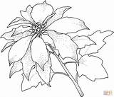 Coloring Pages Poinsettia Printable Flower Christmas Template Christamas Color Kids Para Drawing Colorear Poinsettias Print Library Clipart Sheets Online Supercoloring sketch template