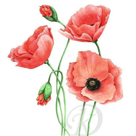 red poppies  green stems  leaves   white background
