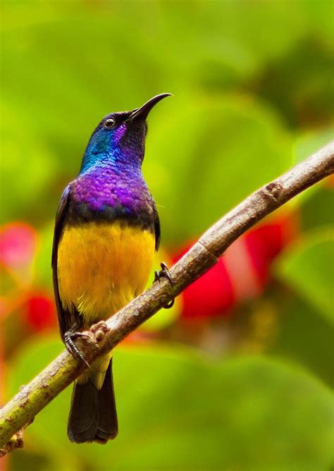 10 Images About Saucy Sunbirds On Pinterest