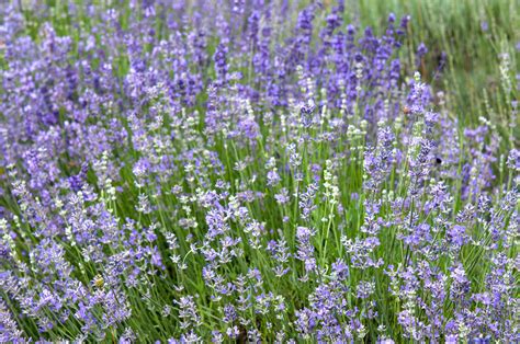 grow  care  munstead lavender
