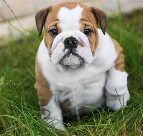 proving  english bulldog puppies   cutest dogs addict