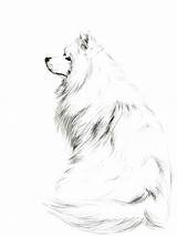 Samoyed Pencil sketch template