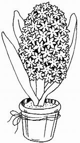Flori Colorat Primavara Jacinthe Hyacinth Zambile Planse Desene Cualexlagradinita P107 sketch template