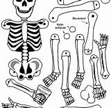 Coloring Pages Body Skeleton Human Bone Bones Systems System Parts Kids Muscular Printable Color Preschoolers Getcolorings Anatomy Print Printables sketch template