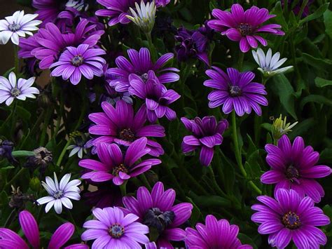 flower  african daisy  photo  freeimages