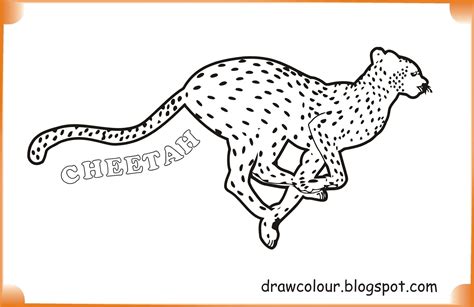 cheetah coloring pages art paper