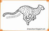 Cheetah Coloring Pages Printable Paper sketch template