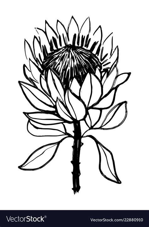 ink hand drawn protea flower royalty  vector image