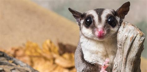 rare discovery    sugar glider    species    disappearing fast