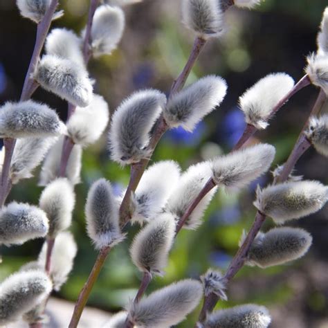 pussy willow salix discolor my garden life