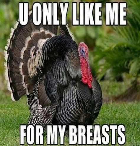 pin by debbie price on thanksgiving funny turkey pictures funny