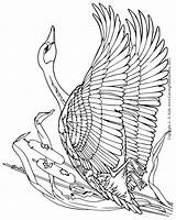 Lsirish Goose Relief Pyrography sketch template