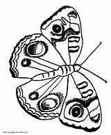 Moth Brighten sketch template