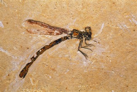 fossil  parahemiphebia cretacica dragonfly stock image  science photo library