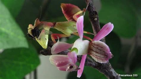 orchid mantids pink and yellow youtube