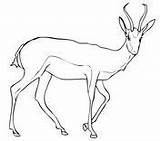 Mammals Antelopes Addax Springbok sketch template