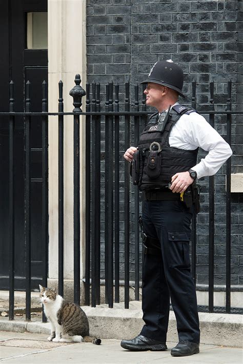 decade     downing street larry  rescue cat pets magazine