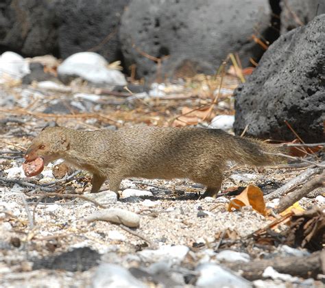 State Feds Propose Greater Mongoose Rodent Controls West Hawaii Today