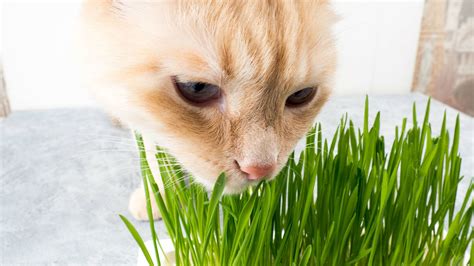 Why Do Cats Eat Grass Scientists Might Have Figured It