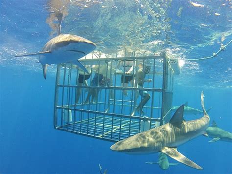 famous north shore shark cage diving adventure oahu tours and activities fun things to do in